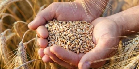 "الأغذية العالمي": تحديات الأمن الغذائي أكثر تعقيدًا في ظل صراعات المنطقة